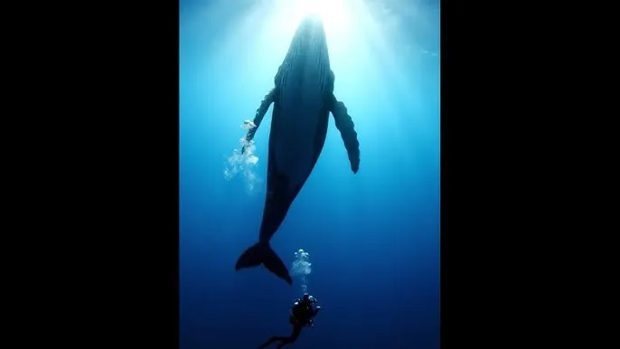 恩宝贝叫的再浪一些 - 深蓝星球：探索海洋深处的未知世界